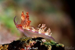 Aeolid Nudibranch (Flabellina ?) by Aja Radl 